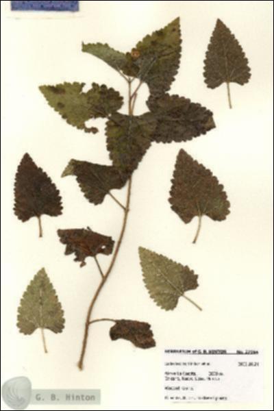 URN_catalog_HBHinton_herbarium_27964.jpg.jpg