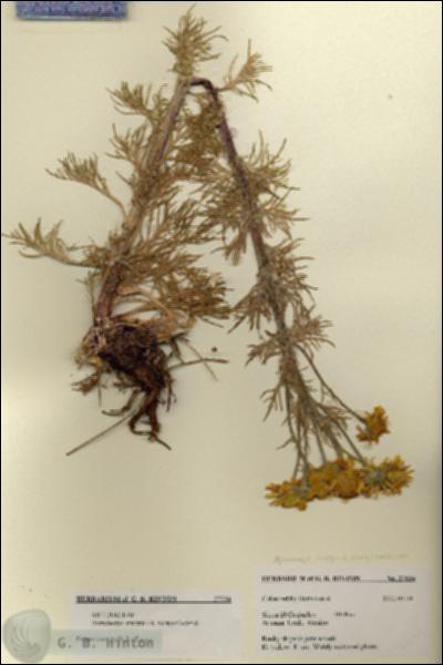 URN_catalog_HBHinton_herbarium_27534.jpg.jpg