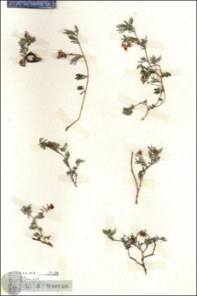 URN_catalog_HBHinton_herbarium_19380.jpg.jpg