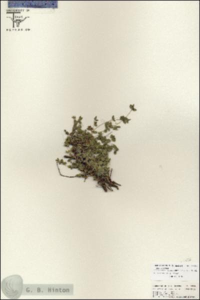 URN_catalog_HBHinton_herbarium_25789.jpg.jpg