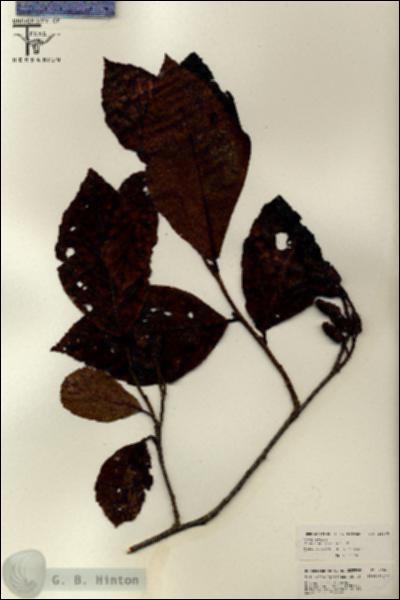 URN_catalog_HBHinton_herbarium_26066.jpg.jpg
