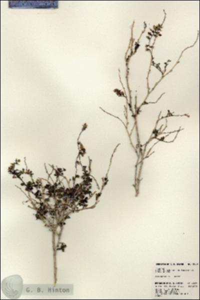 URN_catalog_HBHinton_herbarium_22999.jpg.jpg