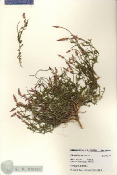 URN_catalog_HBHinton_herbarium_27996.jpg.jpg