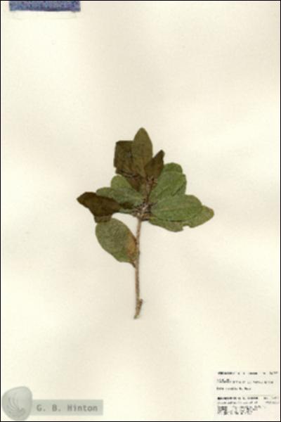 URN_catalog_HBHinton_herbarium_24057.jpg.jpg