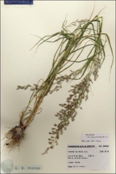 URN_catalog_HBHinton_herbarium_28495.jpg.jpg