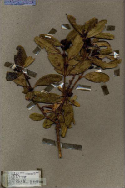 URN_catalog_HBHinton_herbarium_18687.jpg.jpg