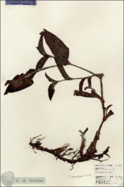 URN_catalog_HBHinton_herbarium_25665.jpg.jpg