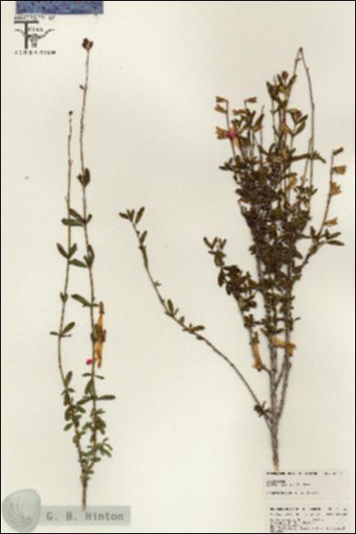 URN_catalog_HBHinton_herbarium_25504.jpg.jpg