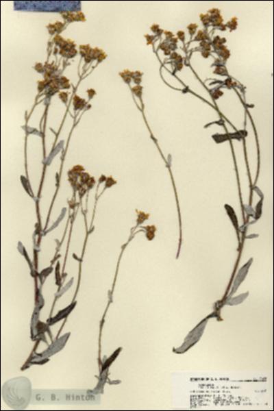 URN_catalog_HBHinton_herbarium_22492.jpg.jpg