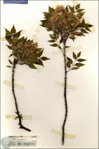URN_catalog_HBHinton_herbarium_20196.jpg.jpg