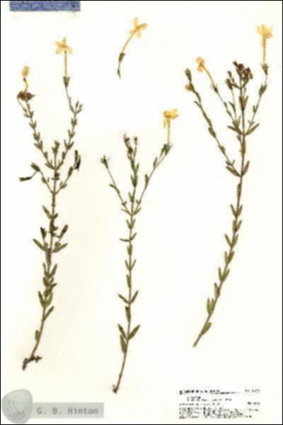 URN_catalog_HBHinton_herbarium_20770.jpg.jpg