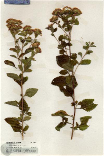 URN_catalog_HBHinton_herbarium_20030.jpg.jpg