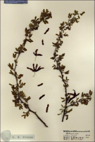 URN_catalog_HBHinton_herbarium_22169.jpg.jpg