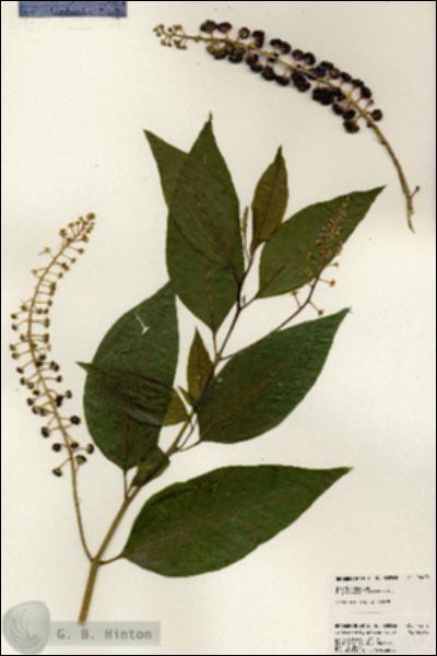 URN_catalog_HBHinton_herbarium_24408.jpg.jpg