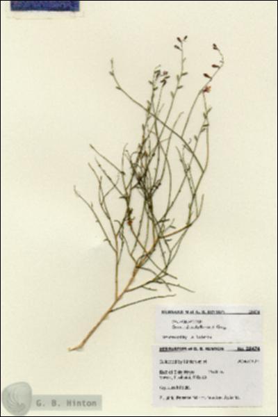 URN_catalog_HBHinton_herbarium_28474.jpg.jpg