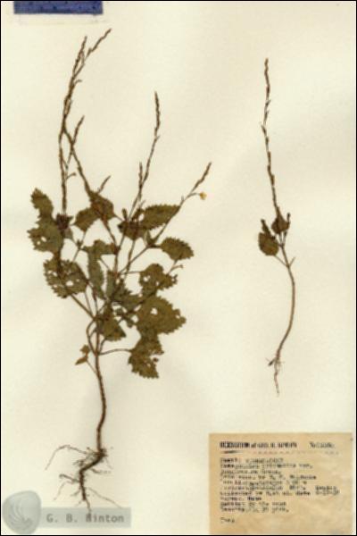 URN_catalog_HBHinton_herbarium_12050.jpg.jpg