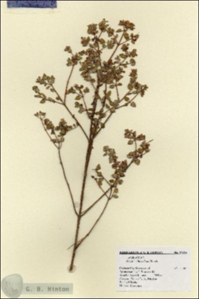 URN_catalog_HBHinton_herbarium_17314.jpg.jpg