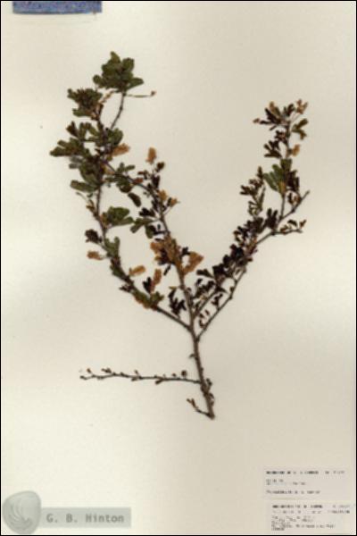 URN_catalog_HBHinton_herbarium_25222.jpg.jpg