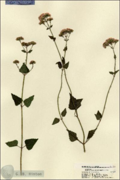 URN_catalog_HBHinton_herbarium_22475.jpg.jpg