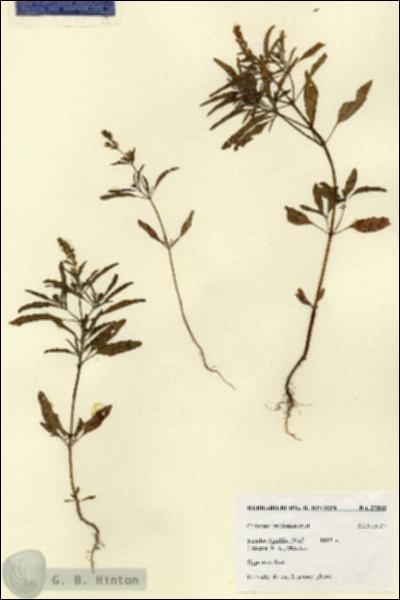 URN_catalog_HBHinton_herbarium_27585.jpg.jpg