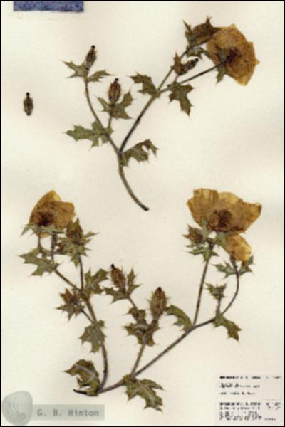 URN_catalog_HBHinton_herbarium_24007.jpg.jpg