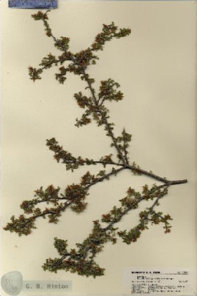 URN_catalog_HBHinton_herbarium_21985.jpg.jpg