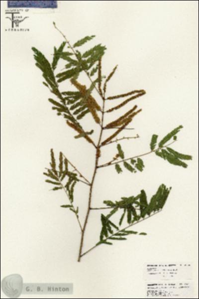 URN_catalog_HBHinton_herbarium_26485.jpg.jpg