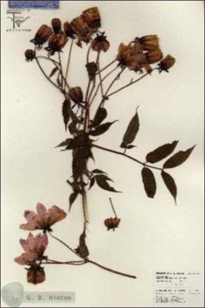 URN_catalog_HBHinton_herbarium_26052.jpg.jpg