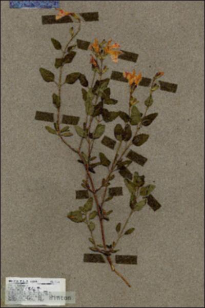 URN_catalog_HBHinton_herbarium_17375.jpg.jpg