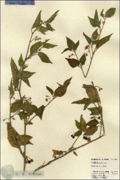 URN_catalog_HBHinton_herbarium_23277.jpg.jpg