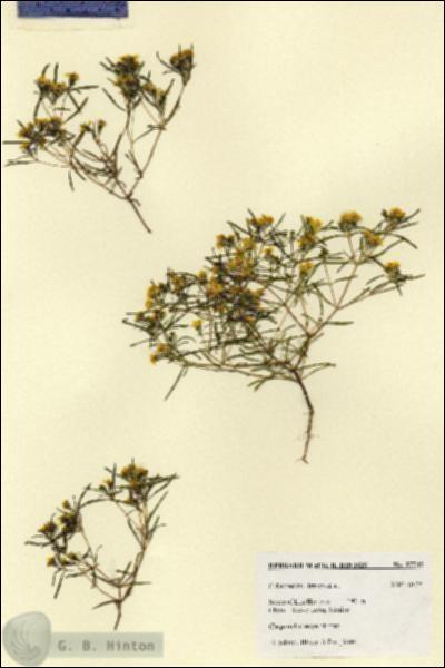 URN_catalog_HBHinton_herbarium_27742.jpg.jpg