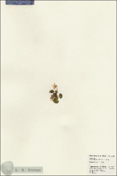 URN_catalog_HBHinton_herbarium_24081.jpg.jpg