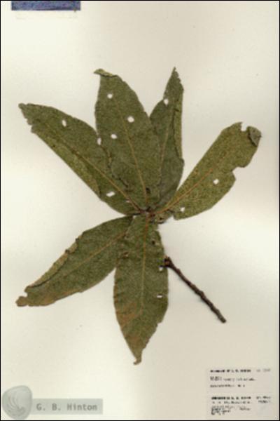 URN_catalog_HBHinton_herbarium_22992.jpg.jpg