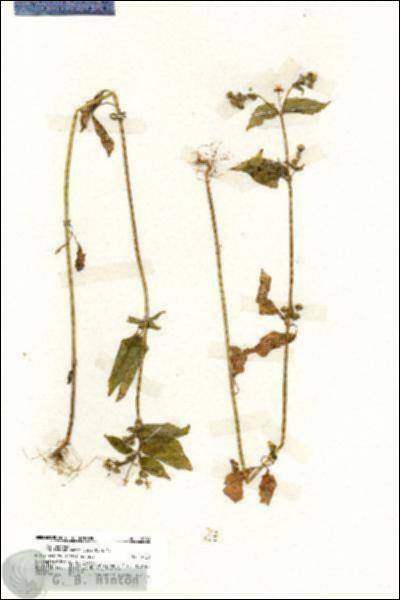 URN_catalog_HBHinton_herbarium_19883.jpg.jpg
