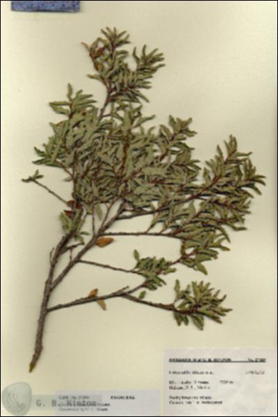 URN_catalog_HBHinton_herbarium_27305.jpg.jpg