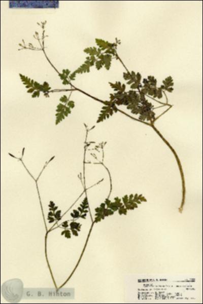 URN_catalog_HBHinton_herbarium_22388.jpg.jpg