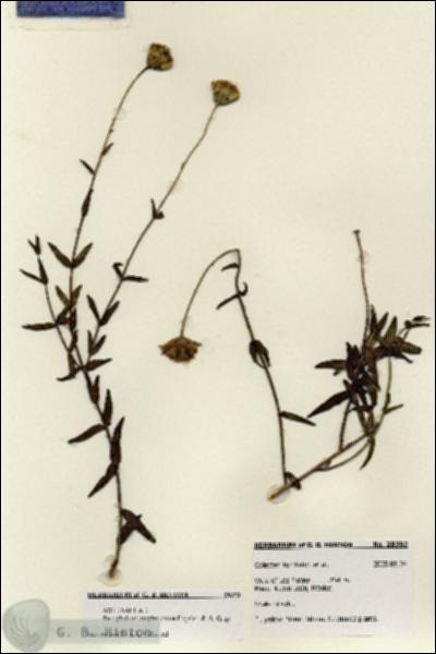 URN_catalog_HBHinton_herbarium_28392.jpg.jpg
