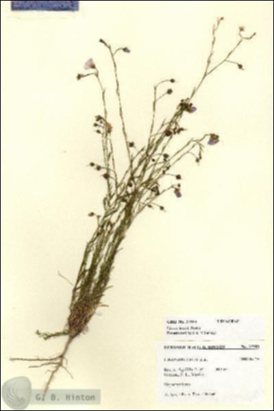 URN_catalog_HBHinton_herbarium_27593.jpg.jpg