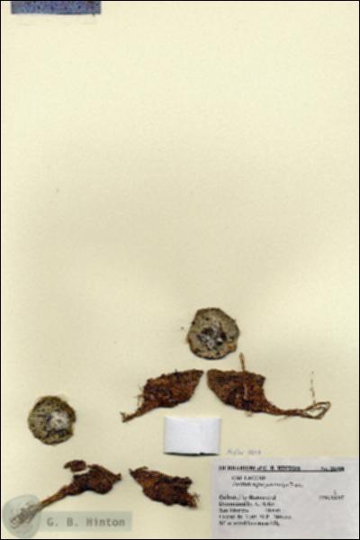 URN_catalog_HBHinton_herbarium_26908.jpg.jpg