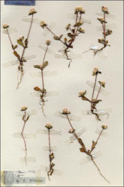 URN_catalog_HBHinton_herbarium_19226.jpg.jpg