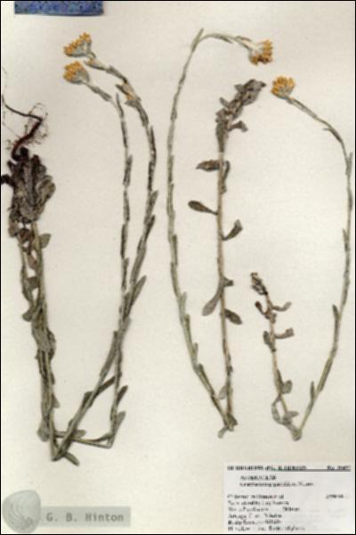 URN_catalog_HBHinton_herbarium_20492.jpg.jpg