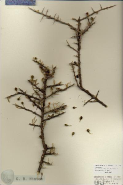 URN_catalog_HBHinton_herbarium_25992.jpg.jpg