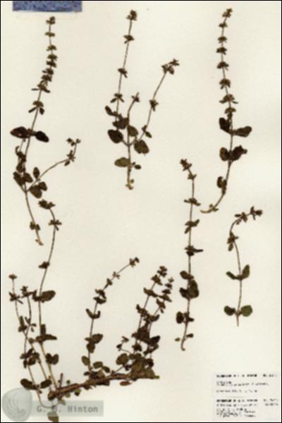 URN_catalog_HBHinton_herbarium_24345.jpg.jpg