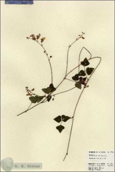 URN_catalog_HBHinton_herbarium_23304.jpg.jpg