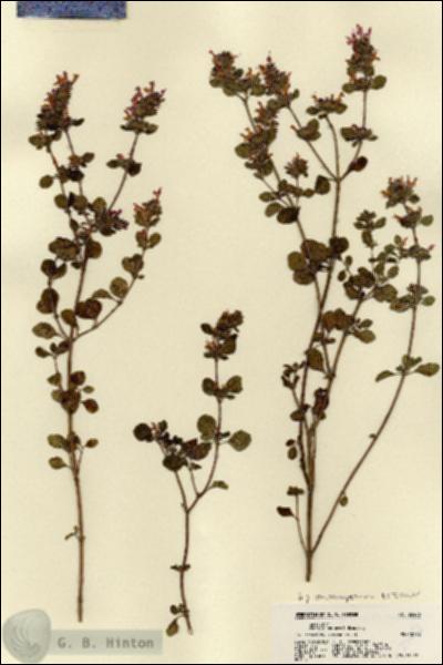 URN_catalog_HBHinton_herbarium_22486.jpg.jpg