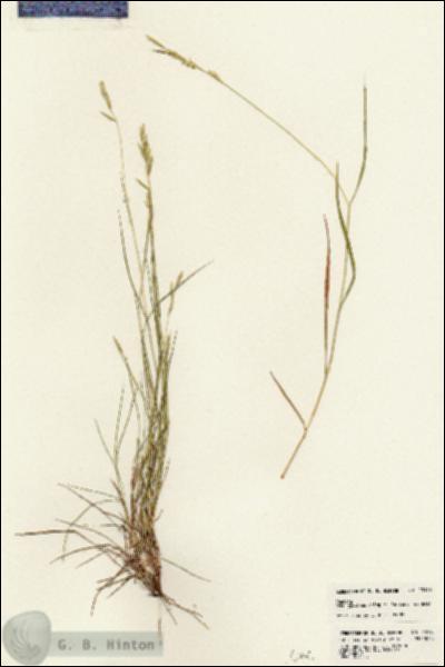 URN_catalog_HBHinton_herbarium_23143.jpg.jpg