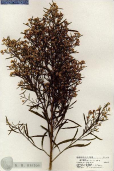 URN_catalog_HBHinton_herbarium_20514.jpg.jpg