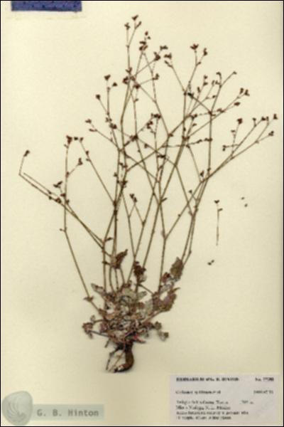 URN_catalog_HBHinton_herbarium_27380.jpg.jpg