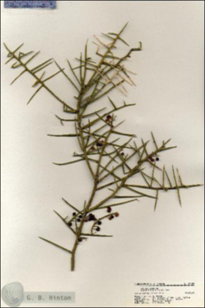 URN_catalog_HBHinton_herbarium_20628.jpg.jpg