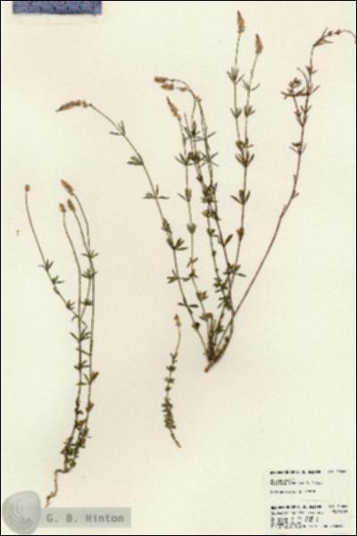 URN_catalog_HBHinton_herbarium_23642.jpg.jpg